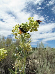 Asclepias erosa
