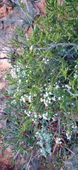 Eriocephalus ericoides