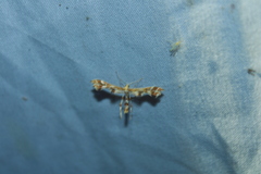 Geina periscelidactylus