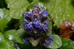Ajuga
