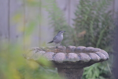 Dumetella carolinensis