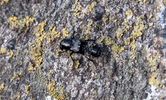 Creophilus maxillosus