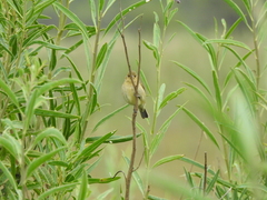 Sporophila