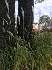 Miscanthus sacchariflorus