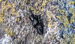 Creophilus maxillosus