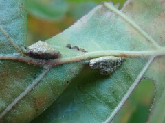 Macrodiplosis majalis