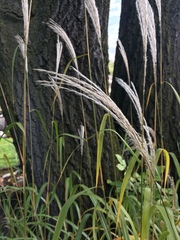 Miscanthus sacchariflorus