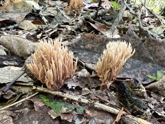 Lentaria byssiseda