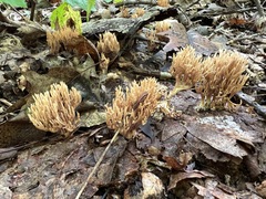 Lentaria byssiseda