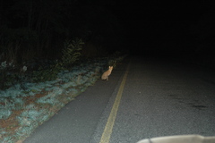 Leptailurus serval