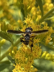 Trichopoda plumipes
