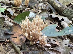 Lentaria byssiseda