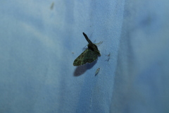 Pasiphila rectangulata