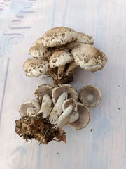 Psathyrella cotonea