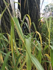 Miscanthus sacchariflorus