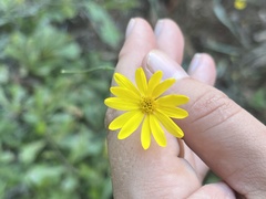 Croptilon divaricatum