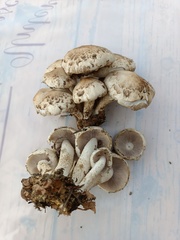 Psathyrella cotonea