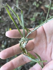 Croptilon divaricatum