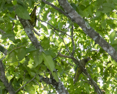 Eupsittula nana
