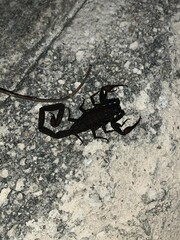 Centruroides gracilis