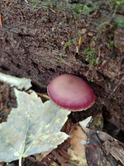 Callistosporium purpureomarginatum