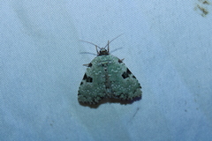 Leuconycta diphteroides