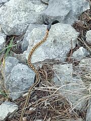 Thamnophis cyrtopsis ocellatus