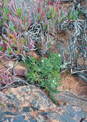 Pelargonium alternans