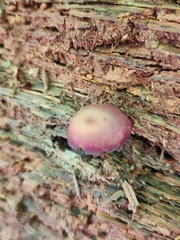 Callistosporium purpureomarginatum