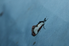 Eudryas unio