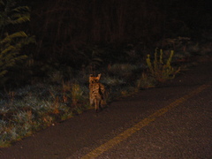 Leptailurus serval