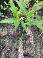 Persicaria hydropiperoides