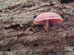 Callistosporium purpureomarginatum