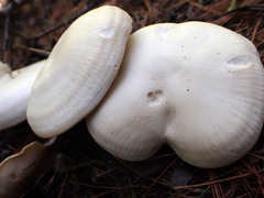 Clitopilus prunulus