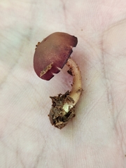 Callistosporium purpureomarginatum