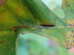 Macrodiplosis majalis