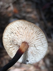 Spinellus