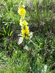 Verbascum phlomoides