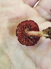 Callistosporium purpureomarginatum