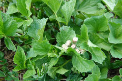Valeriana sitchensis