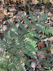 Athyrium asplenioides