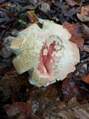 Lanmaoa pallidorosea