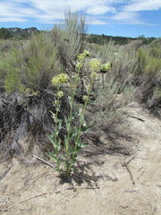 Asclepias erosa