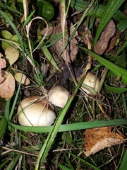Stropharia pseudocyanea
