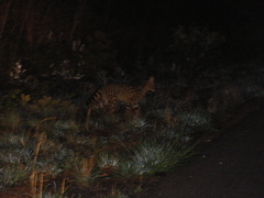 Leptailurus serval
