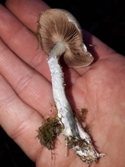 Stropharia pseudocyanea