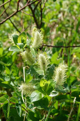 Salix pulchra