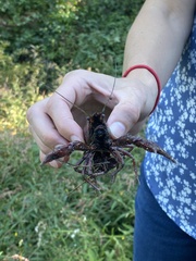 Procambarus clarkii