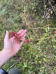 Rose rosette emaravirus
