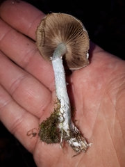 Stropharia pseudocyanea